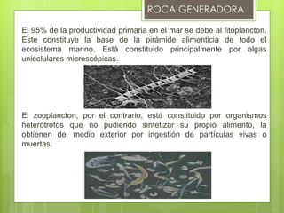 El 95% de la productividad primaria en el mar se debe al fitoplancton.
Este constituye la base de la pirámide alimenticia de todo el
ecosistema marino. Está constituido principalmente por algas
unicelulares microscópicas.
El zooplancton, por el contrario, está constituido por organismos
heterótrofos que no pudiendo sintetizar su propio alimento, la
obtienen del medio exterior por ingestión de partículas vivas o
muertas.
 