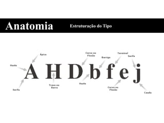 Anatomia Estruturação do Tipo
 