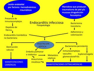 Endocarditis infecciosa
Lesión endotelial
por factores -hemodinámicos
-traumáticos
Presencia de
inmunocomplejos
Depósito de
fibrina
Endocarditis trombótica
no bacteriana
Maniobras que producen
traumatismo de piel y/o
mucosas:drogadicción
focoséptico
Bacteriemia
transitoria
Adherencia y
colonización
VEGETACION
SÉPTICADestrucción
valvular
Bacteriemia persistente
Embolia pulmonar
o sistémica
MANIFESTACIONES
CARDÍACAS MANIFESTACIONES EXTRACARDÍACAS
Aneurismas
micóticos
Inmunocomplejos
vasculitis
glomerulonefritis
Metastásis
sépticas
Esplenomegalia
Fisiopatología
 
