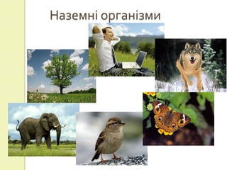 Наземні організми
 