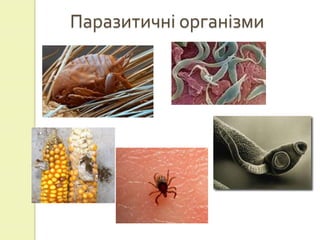 Паразитичні організми
 