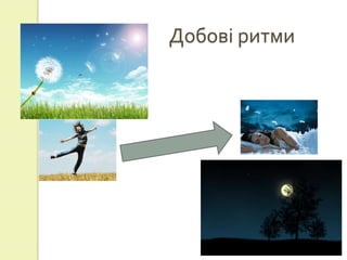 Добові ритми
 