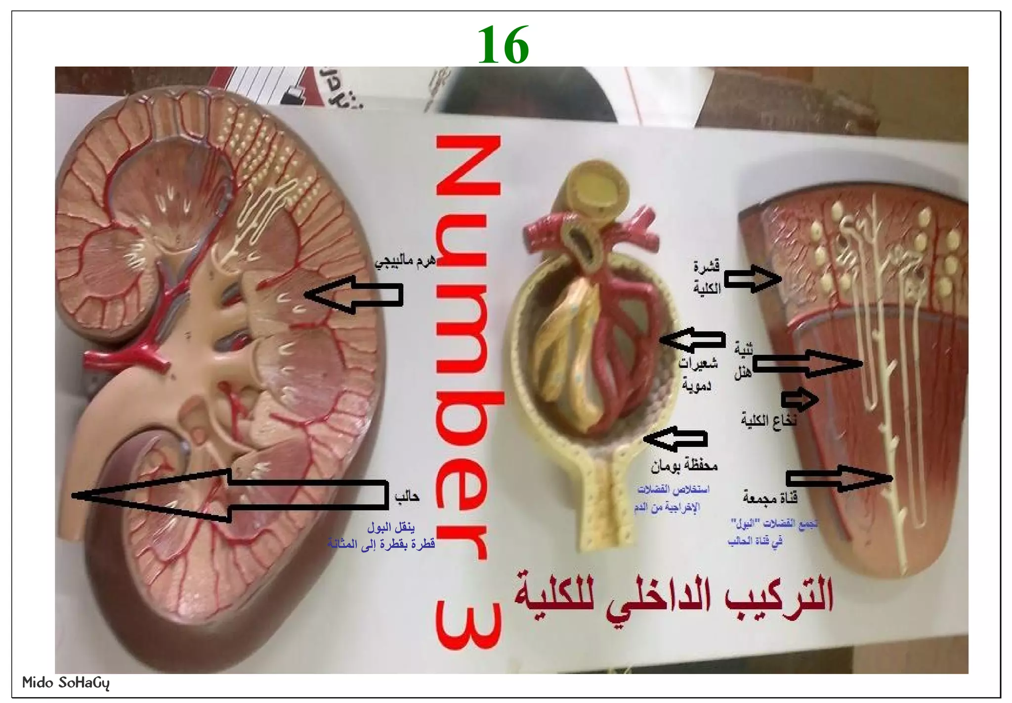 Mido SoHaGy
16
‫اﻟﺒﻮل‬ ‫ﯾﻨﻘﻞ‬
‫اﻟﻤﺜﺎﻧ‬ ‫إﻟﻰ‬ ‫ﺑﻘﻄﺮة‬ ‫ﻗﻄﺮة‬‫ﺔ‬
 