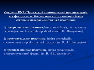 Согласно PNA (Парижской анатомической номенклатуре), 
все фасции шеи объединяются под названием fascia 
cervicalis, которая делится на 3 пластинки: 
1) поверхностная пластинка, lamina superficialis, соответствует 
первой фасции, fascia colli superficialis (по В. Н. Шевкуненко); 
2) предтрахеальпая пластинка, lamina pretrachealis, 
соответствует второй и третьей фасциям (по В. Н. Шевкуненко); 
3) предпозвоночная пластинка, lamina prevertebralis, 
соответствует пятой фасции (по В. Н. Шевкуненко). 
 