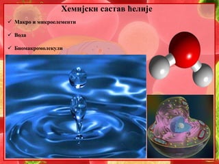 Хемијски састав ћелије 
 Макро и микроелементи 
 Вода 
 Биомакромолекули 
 