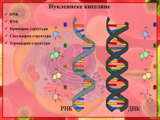 Нуклеинске киселине 
 DNK 
 RNK 
 Примарна структура 
 Секундарна структура 
 Терцијерна структура 
 