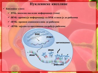 Нуклеинске киселине 
 Биолошке улоге: 
 DNK- носилац наследне информације (гена) 
 iRNK- преписује информацију са DNK и...
