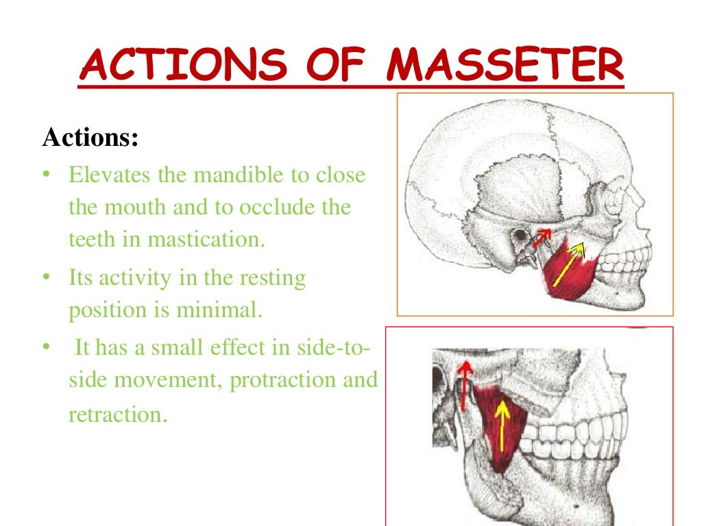 Muscles of mastication