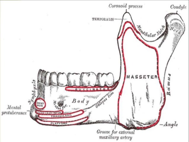 Muscles Of Mastication