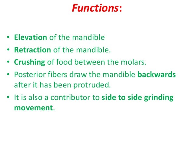 Muscles of mastication