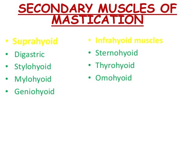 Muscles Of Mastication