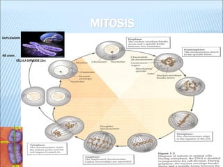 MITOSIS 
CELULA DIPLOIDE (2n) 
DUPLICACION 
46 crom.  