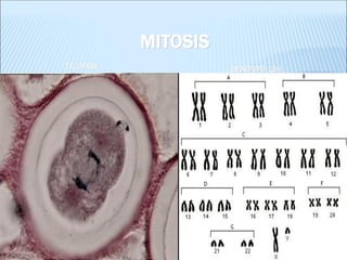 MITOSIS 
TELOFASE 
GENOTIPO (2n)  