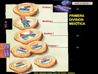 Profase I 
Metafase I 
Anafase I 
Telofase I 
PRIMERA DIVISION MEIOTICA 
Dos células hijas con 23 crom. dobles  