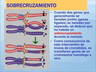 SOBRECRUZAMIENTO 
•Cuando dos genes que generalmente se heredan juntos (genes ligados) se heredan por separado, se deduce que ha habido un sobrecruzamiento durante la meiosis. 
•Como consecuencia de este intercambio de trozos de cromátidas, se transfieren genes de un cromosoma homólogo a otro.  