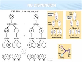 NO DISYUNCION  