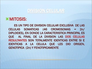 DIVISION CELULAR 
MITOSIS: 
ES UN TIPO DE DIVISION CELULAR EXCLUSIVA DE LAS CELULAS SOMATICAS (46 CROMOSOMAS = 2n/ DIPLOIDES), EN DONDE LA CARACTERISTICA PRINCIPAL ES QUE AL FINAL DE LA DIVISION LAS DOS CELULAS RESULTANTES SON TOTALMENTE IDENTICAS ENTRE SI E IDENTICAS A LA CELULA QUE LES DIO ORIGEN, GENOTIPICA (2n) Y FENOTIPICAMENTE  