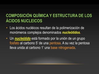 COMPOSICIÓN QUÍMICA Y ESTRUCTURA DE LOS ÁCIDOS NUCLEICOS 
•Los ácidos nucléicos resultan de la polimerización de monómeros complejos denominados nucleótidos. 
•Un nucleótido está formado por la unión de un grupo fosfato al carbono 5’ de una pentosa. A su vez la pentosa lleva unida al carbono 1’ una base nitrogenada.  