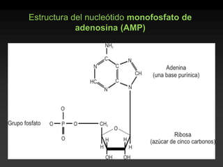 Estructura del nucleótido monofosfato de adenosina (AMP)  