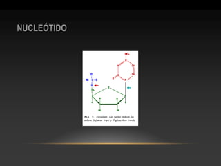 NUCLEÓTIDO  