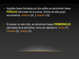 •Aquellas bases formadas por dos anillos se denominan bases PÚRICAS (derivadas de la purina). Dentro de este grupo encontramos: Adenina (A), y Guanina (G). 
•Si poseen un solo ciclo, se denominan bases PIRIMIDÍNICAS (derivadas de la pirimidina), como por ejemplo la Timina (T), Citosina (C), Uracilo (U).  