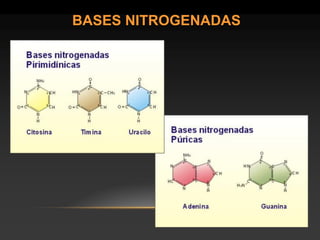 BASES NITROGENADAS  