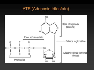 ATP (Adenosin trifosfato)  