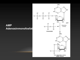 AMP 
Adenosinmonofosfato  