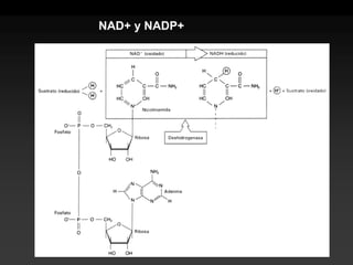 NAD+ y NADP+  