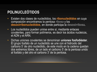 POLINUCLEÓTIDOS 
•Existen dos clases de nucleótidos, los ribonucleótidos en cuya composición encontramos la pentosa ribosa y los desoxirribonucleótidos, en donde participa la desoxirribosa. 
•Los nucleótidos pueden unirse entre sí, mediante enlaces covalentes, para formar polímeros, es decir los ácidos nucleicos, el ADN y el ARN. 
•Dichas uniones covalentes se denominan uniones fosfodiéster. El grupo fosfato de un nucleótido se une con el hidroxilo del carbono 5’ de otro nucleótido, de este modo en la cadena quedan dos extremos libres, de un lado el carbono 5’ de la pentosa unido al fosfato y del otro el carbono 3’ de la pentosa.  