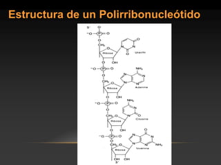 Estructura de un Polirribonucleótido  