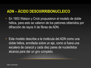 ADN – ÁCIDO DESOXIRRIBONUCLEICO 
MIREL NERVENIS 
•En 1953 Watson y Crick propusieron el modelo de doble hélice, para esto se valieron de los patrones obtenidos por difracción de rayos X de fibras de ADN. 
•Este modelo describe a la molécula del ADN como una doble hélice, enrollada sobre un eje, como si fuera una escalera de caracol y cada diez pares de nucleótidos alcanza para dar un giro completo.  
