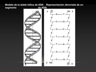 Modelo de la doble hélice de ADN Representación abreviada de un segmento de ADN  
