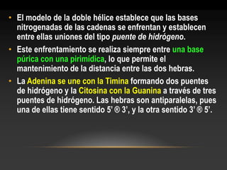 •El modelo de la doble hélice establece que las bases nitrogenadas de las cadenas se enfrentan y establecen entre ellas uniones del tipo puente de hidrógeno. 
•Este enfrentamiento se realiza siempre entre una base púrica con una pirimídica, lo que permite el mantenimiento de la distancia entre las dos hebras. 
•La Adenina se une con la Timina formando dos puentes de hidrógeno y la Citosina con la Guanina a través de tres puentes de hidrógeno. Las hebras son antiparalelas, pues una de ellas tiene sentido 5’ ® 3’, y la otra sentido 3’ ® 5’.  