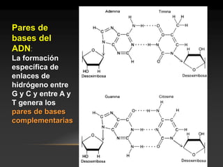 Pares de bases del ADN: 
La formación específica de enlaces de hidrógeno entre G y C y entre A y T genera los pares de bases complementarias  