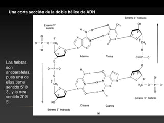 Las hebras son antiparalelas, pues una de ellas tiene sentido 5’ ® 3’, y la otra sentido 3’ ® 5’. 
Una corta sección de la doble hélice de ADN  