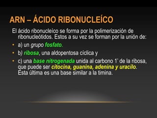 ARN – ÁCIDO RIBONUCLEÍCO 
El ácido ribonucleíco se forma por la polimerización de ribonucleótidos. Estos a su vez se forman por la unión de: 
•a) un grupo fosfato. 
•b) ribosa, una aldopentosa cíclica y 
•c) una base nitrogenada unida al carbono 1’ de la ribosa, que puede ser citocina, guanina, adenina y uracilo. Esta última es una base similar a la timina.  