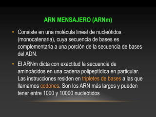 ARN MENSAJERO (ARNm) 
•Consiste en una molécula lineal de nucleótidos (monocatenaria), cuya secuencia de bases es complementaria a una porción de la secuencia de bases del ADN. 
•El ARNm dicta con exactitud la secuencia de aminoácidos en una cadena polipeptídica en particular. Las instrucciones residen en tripletes de bases a las que llamamos codones. Son los ARN más largos y pueden tener entre 1000 y 10000 nucleótidos  