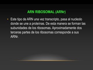 ARN RIBOSOMAL (ARNr) 
•Este tipo de ARN una vez transcripto, pasa al nucleolo donde se une a proteínas. De esta manera se forman las subunidades de los ribosomas. Aproximadamente dos terceras partes de los ribosomas corresponde a sus ARNr.  