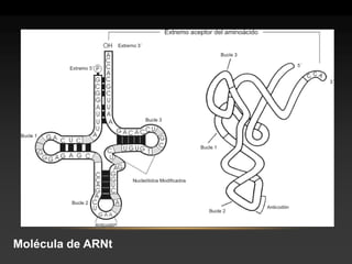 Molécula de ARNt  