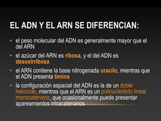 EL ADN Y EL ARN SE DIFERENCIAN: 
•el peso molecular del ADN es generalmente mayor que el del ARN 
•el azúcar del ARN es ribosa, y el del ADN es desoxirribosa 
•el ARN contiene la base nitrogenada uracilo, mientras que el ADN presenta timina 
•la configuración espacial del ADN es la de un doble helicoide, mientras que el ARN es un polinucleótido lineal monocatenario, que ocasionalmente puede presentar apareamientos intracatenarios 
 