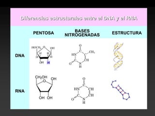 Diferencias estructurales entre el DNA y el RNA 
PENTOSA 
BASES NITROGENADAS 
ESTRUCTURA 
DNA 
RNA 
