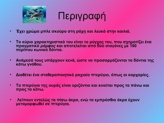Περιγραφή 
• Έχει χρώμα μπλε σκούρο στη ράχη και λευκό στην κοιλιά. 
• Το κύριο χαρακτηριστικό του είναι το ρύγχος του, που σχηματίζει ένα 
πραγματικό ράμφος και αποτελείται από δύο σιαγόνες με 100 
περίπου κωνικά δόντια. 
• Ανάμεσά τους υπάρχουν κενά, ώστε να προσαρμόζονται τα δόντια της 
κάτω γνάθου. 
• Διαθέτει ένα σταθεροποιητικό ραχιαίο πτερύγιο, όπως οι καρχαρίες. 
• Το πτερύγιο της ουράς είναι οριζόντιο και κινείται προς τα πάνω και 
προς τα κάτω. 
• Λείπουν εντελώς τα πίσω άκρα, ενώ τα εμπρόσθια άκρα έχουν 
μεταμορφωθεί σε πτερύγια. 
 