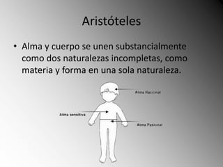 Aristóteles 
• Alma y cuerpo se unen substancialmente 
como dos naturalezas incompletas, como 
materia y forma en una sola naturaleza. 
 