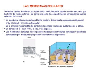 LAS MEMBRANAS CELULARES 
Todas las células mantienen su organización morfofuncional debido a una membrana que 
las limita del medio externo, así como una serie de compartimientos intracelulares que los 
delimitan del citosol. 
• La membrana plasmática define el límite celular y determina la composición diferencial 
entre el citosol y el medio extracelular. 
Es la principal responsable del control de la entrada y salida de sustancias de la célula. 
• Es cerca de 6 a 10 nm (60 A° a 100 A° de espesor. 
• Las membranas celulares no son paredes rígidas; son estructuras complejas y dinámicas 
compuestas por moléculas que poseen características especiales. 
Exterior 
Interior 
Región 
hidrofíilica 
Región 
hidrofóbica 
Región 
hidrofílica 
Fosfolípido Proteínas 
(b) Estructura de la membrana plasmática 
(a) 
0.1 μm 
 