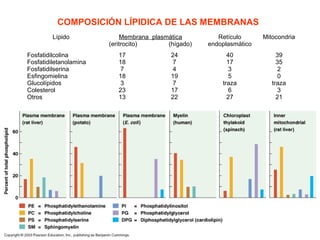 COMPOSICIÓN LÍPIDICA DE LAS MEMBRANAS 
Lípido Membrana plasmática 
(eritrocito) (hígado) 
Retículo 
endoplasmático 
Mitoco...