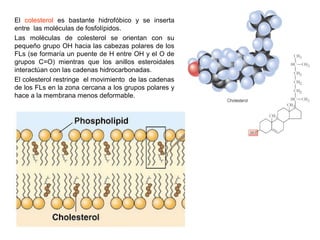 El colesterol es bastante hidrofóbico y se inserta 
entre las moléculas de fosfolípidos. 
Las moléculas de colesterol se o...