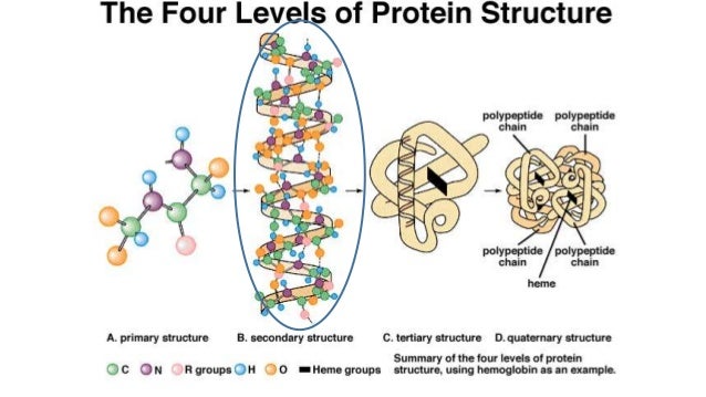 as u1 2 5 proteins alpha helices and beta sheets