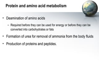 Protein and amino acid metabolism 
• Deamination of amino acids 
– Required before they can be used for energy or before they can be 
converted into carbohydrates or fats 
• Formation of urea for removal of ammonia from the body fluids 
• Production of proteins and peptides. 
 