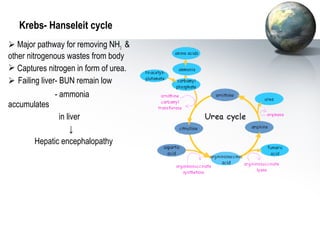 Krebs- Hanseleit cycle 
 Major pathway for removing NH3  
other nitrogenous wastes from body 
 Captures nitrogen in form of urea. 
 Failing liver- BUN remain low 
- ammonia 
accumulates 
in liver 
↓ 
Hepatic encephalopathy 
 